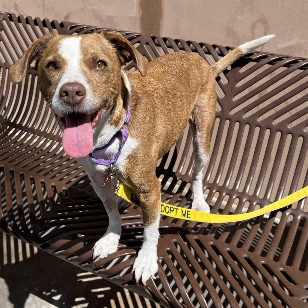 Enlarge Florence 50887, a Adoptable mixed breed in Las Vegas, NV image 3/6