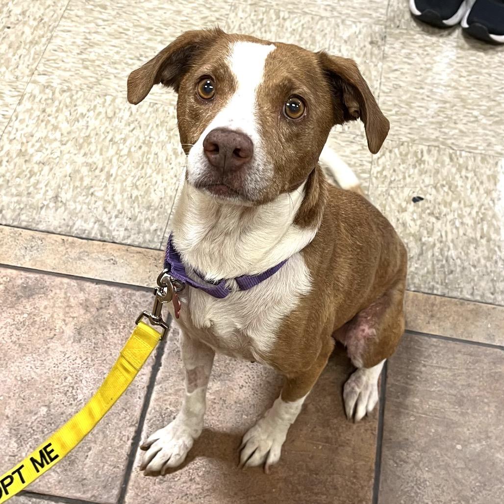 Enlarge Florence 50887, a Adoptable mixed breed in Las Vegas, NV image 4/6