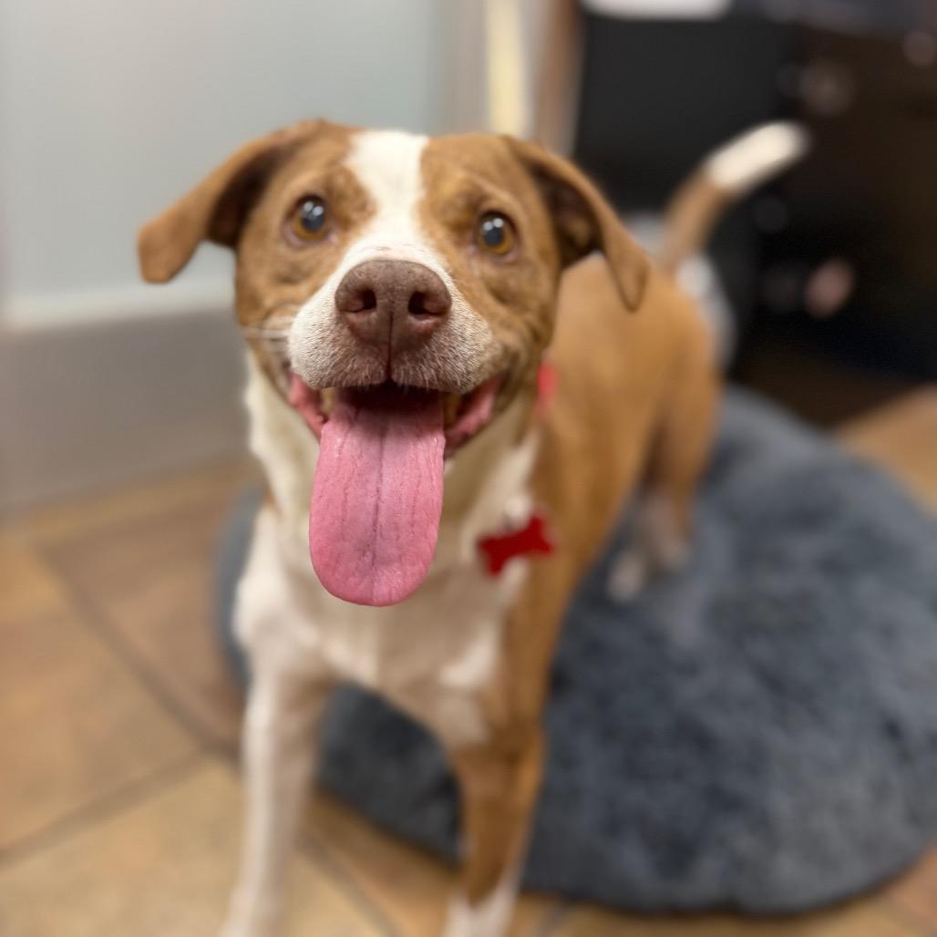 Enlarge Florence 50887, a Adoptable mixed breed in Las Vegas, NV image 5/6