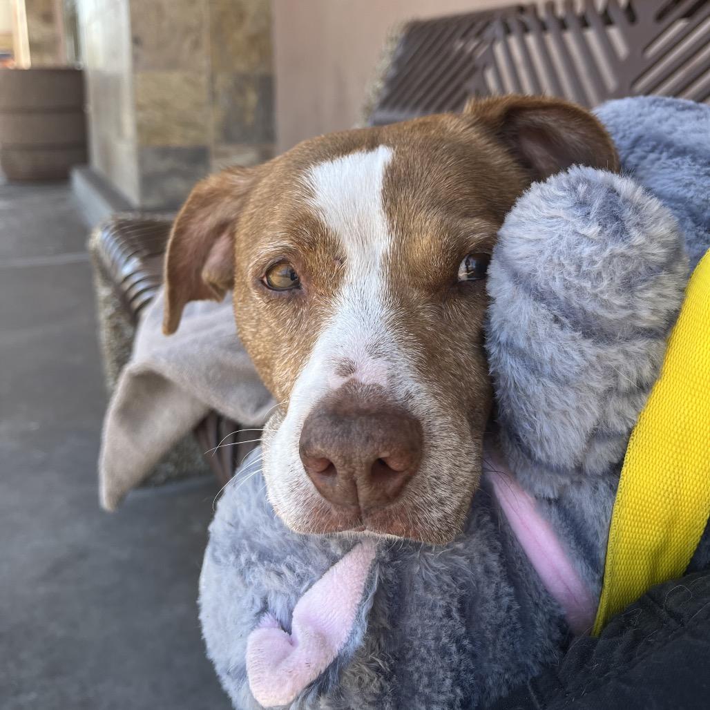 Enlarge Florence 50887, a Adoptable mixed breed in Las Vegas, NV image 6/6