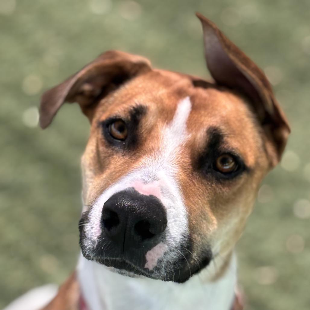 Charlie, a Adoptable mixed breed in Henderson, NV image 1/6