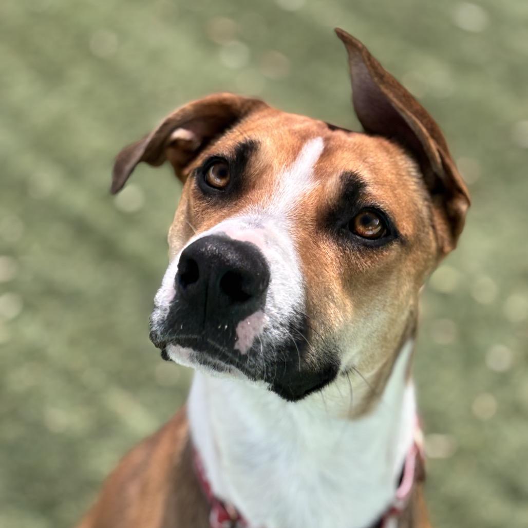 Charlie, a Adoptable mixed breed in Henderson, NV image 2/6