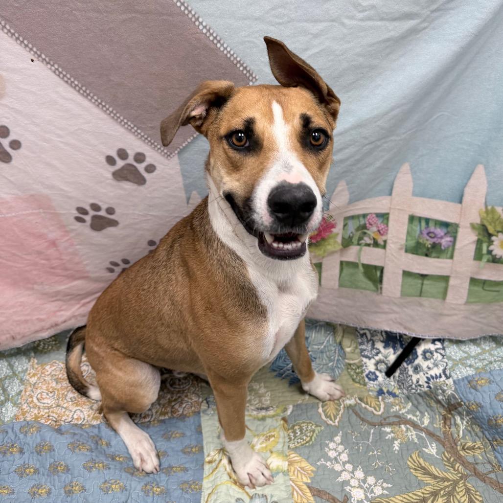 Charlie, a Adoptable mixed breed in Henderson, NV image 3/6