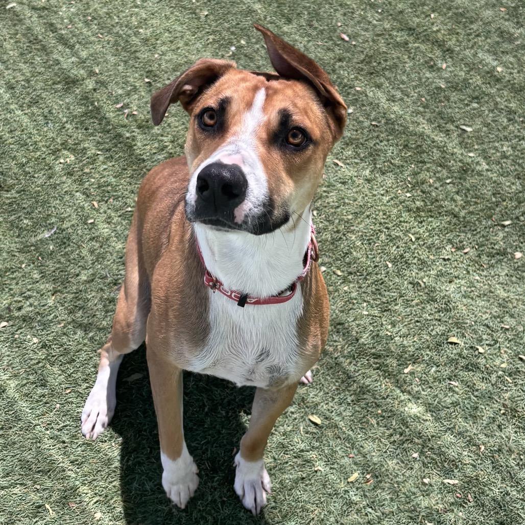 Charlie, a Adoptable mixed breed in Henderson, NV image 4/6