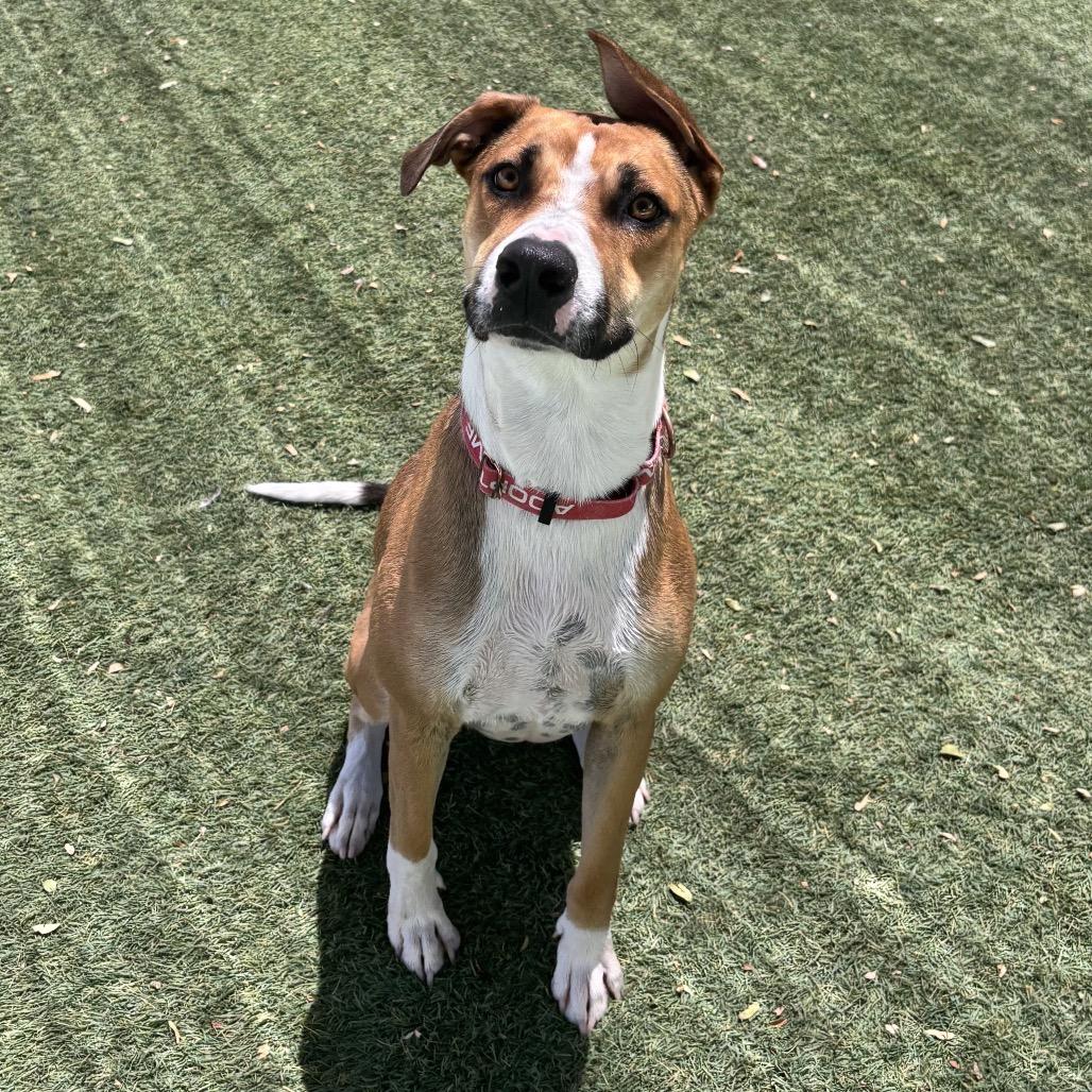 Charlie, a Adoptable mixed breed in Henderson, NV image 5/6