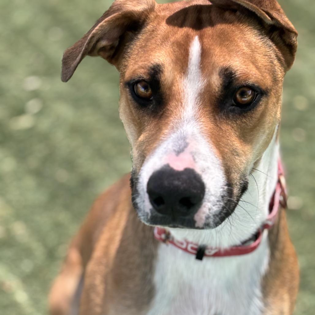 Charlie, a Adoptable mixed breed in Henderson, NV image 6/6