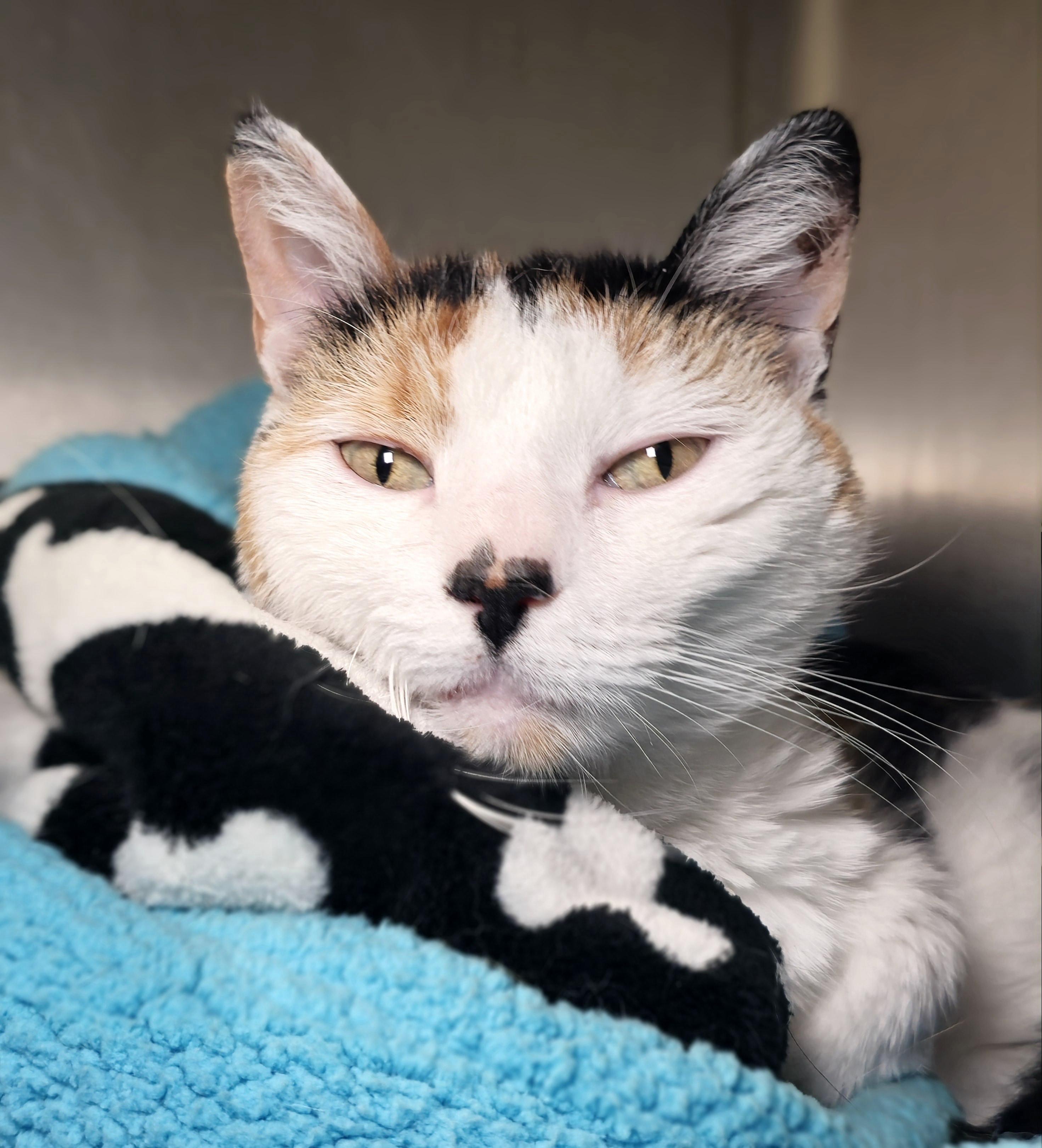 Lulu - eligible for "foster to adopt"