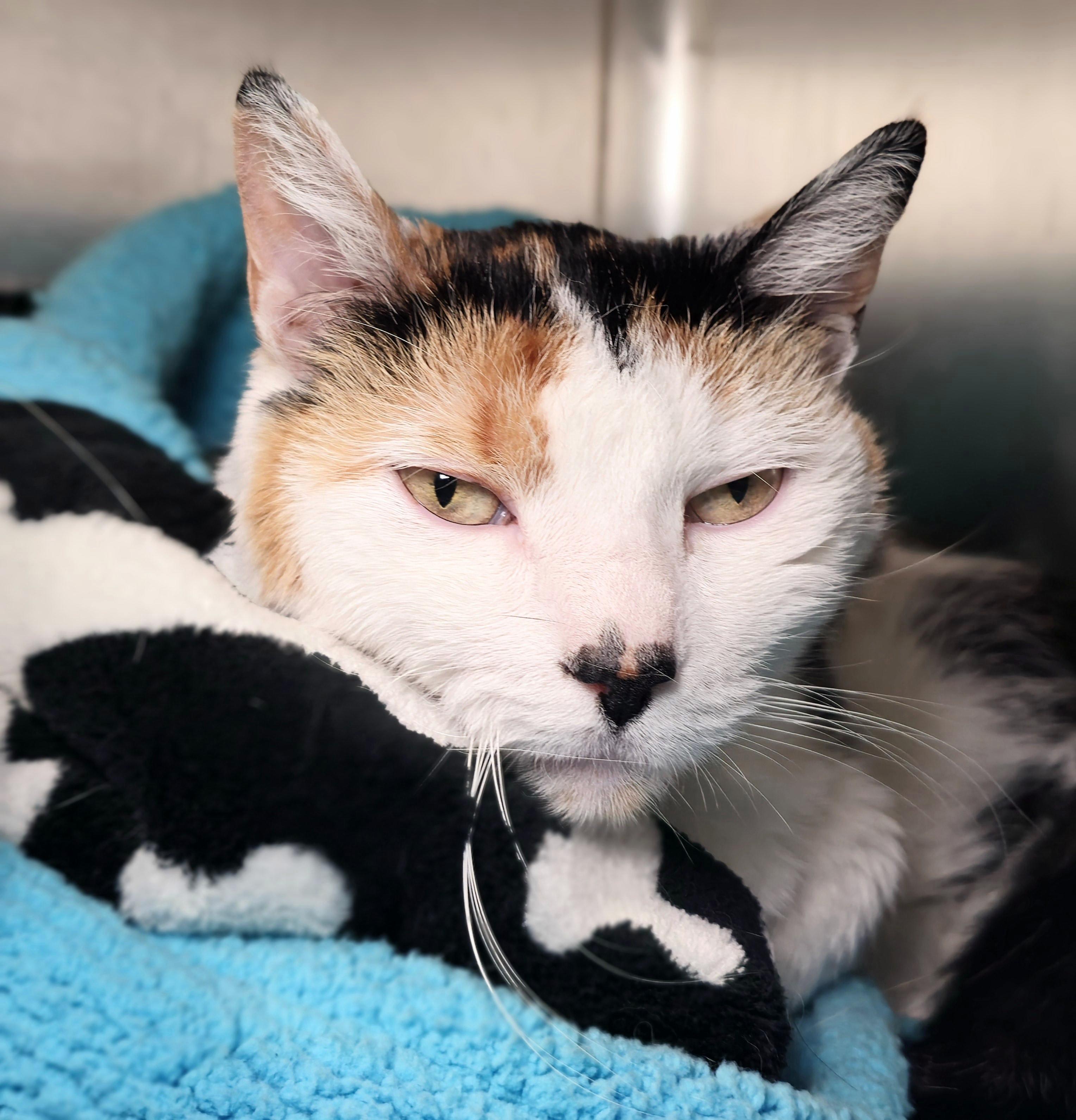 Lulu - eligible for "foster to adopt" 2