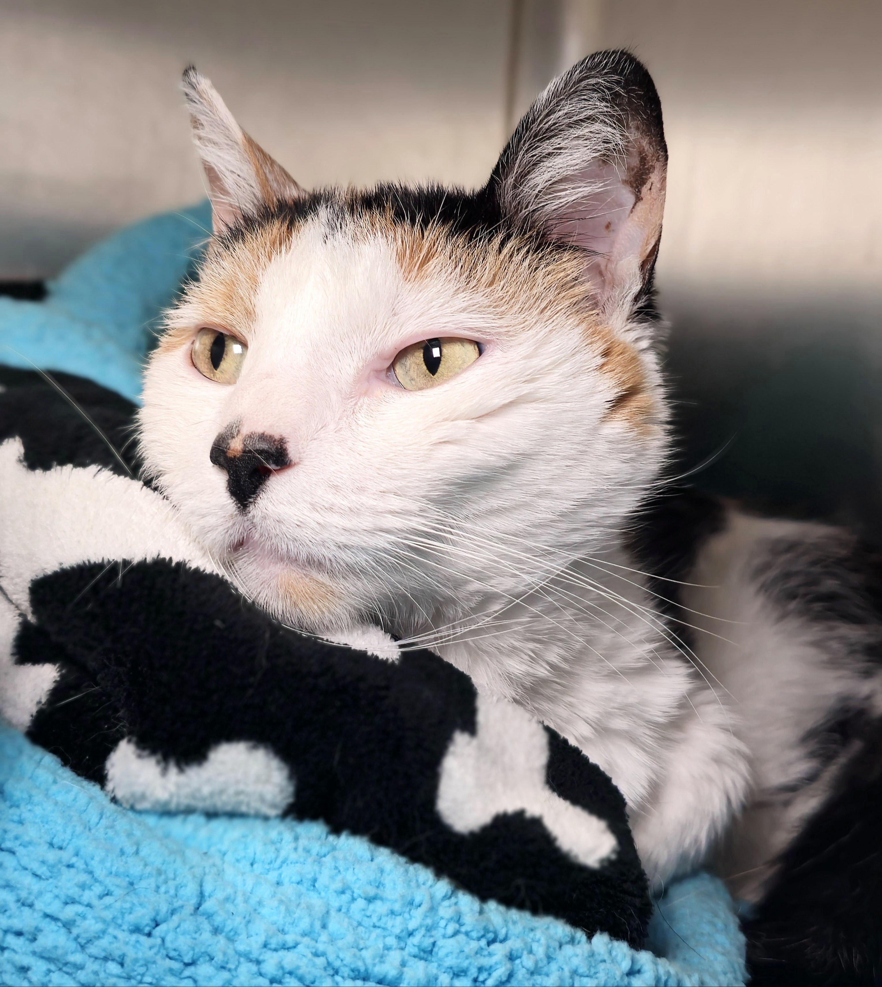 Lulu - eligible for "foster to adopt" 3