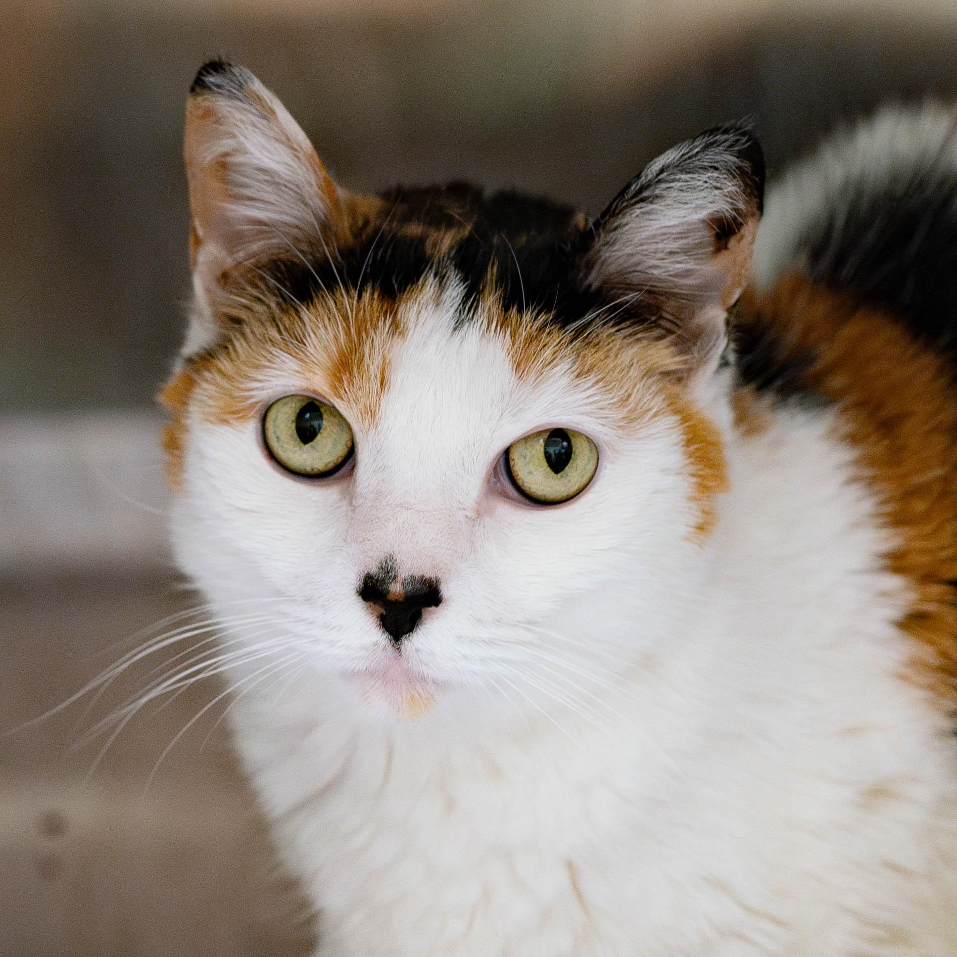 Lulu - eligible for 