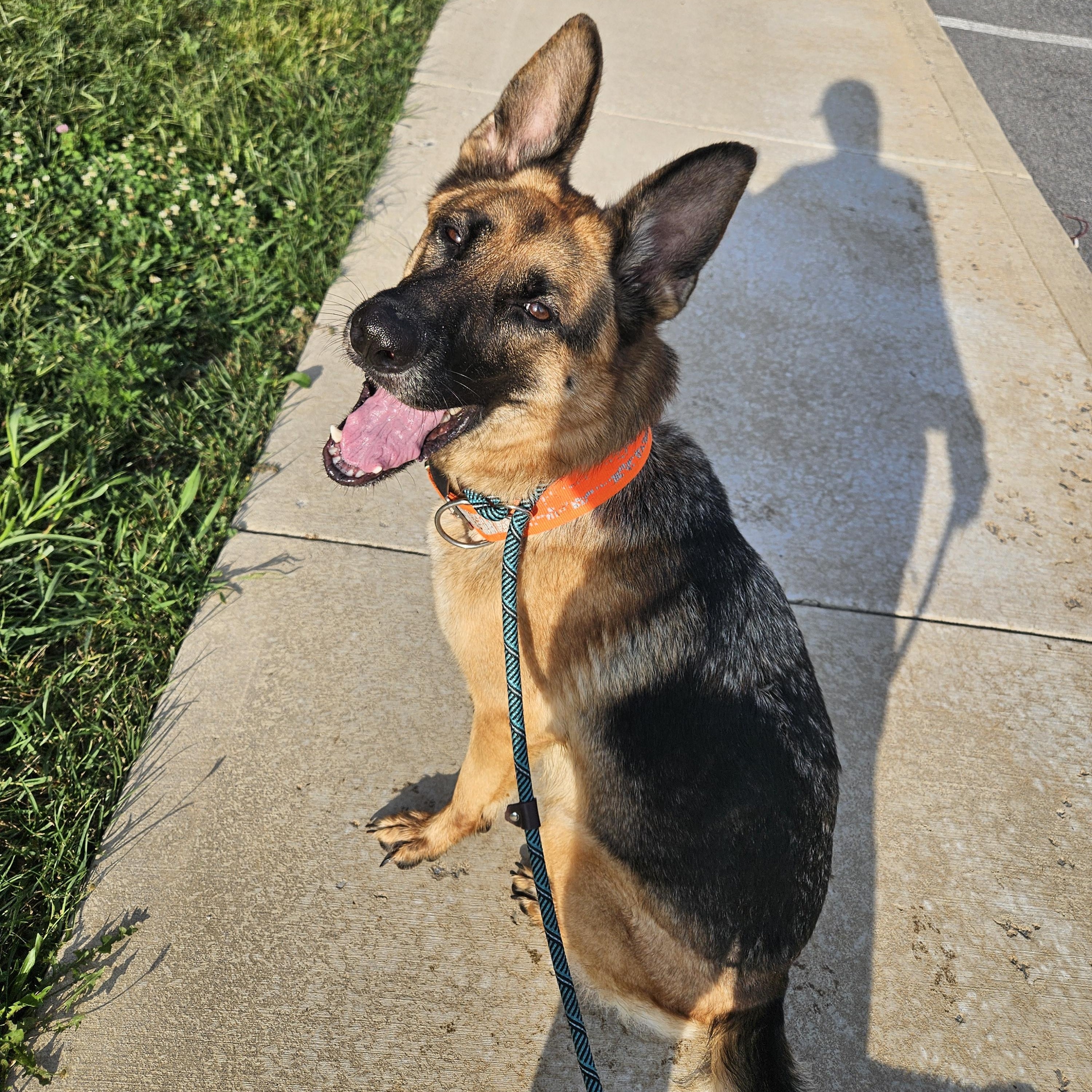 Elsa, Adoptable, Adult Female German Shepherd Dog.