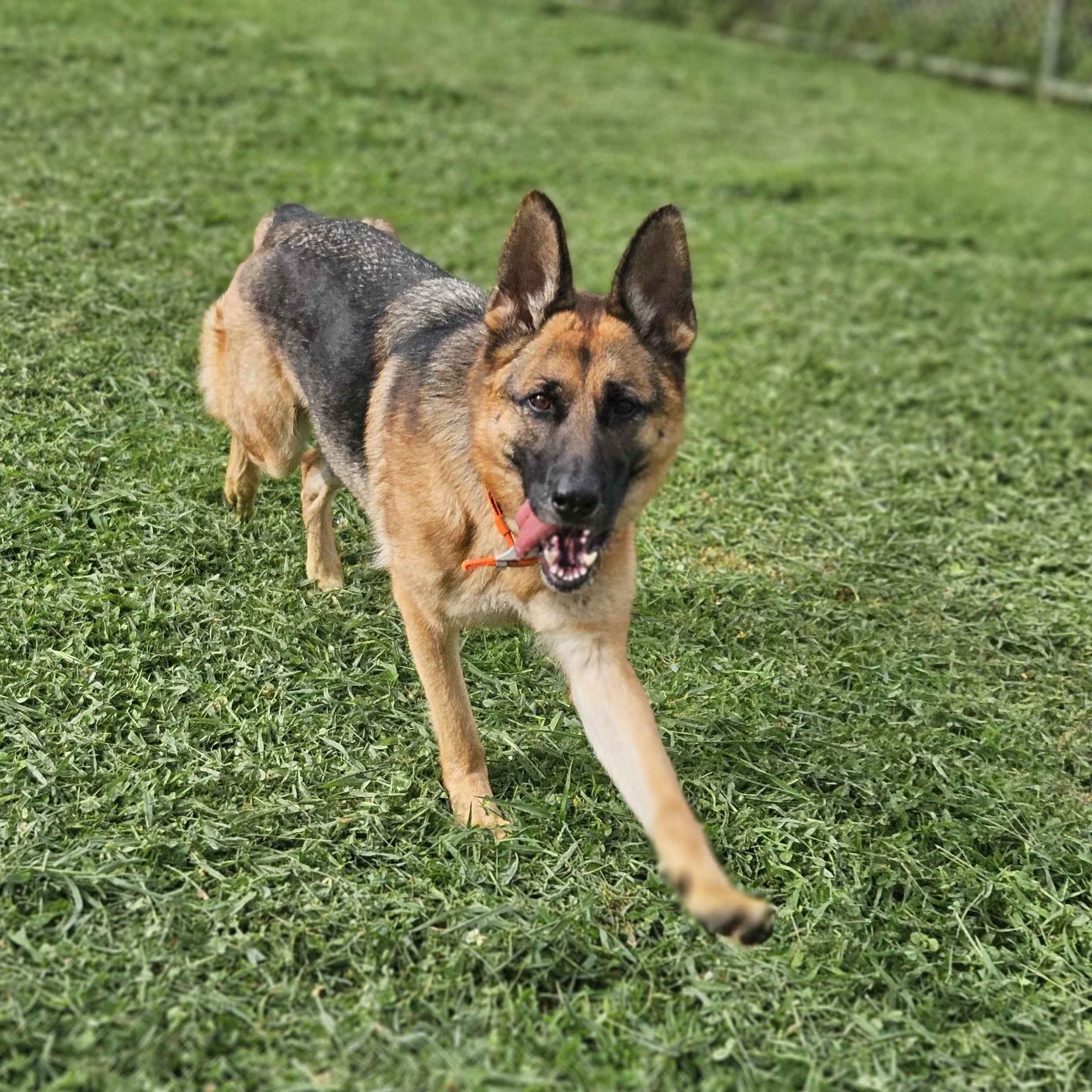 Enlarge Elsa, a Adoptable German Shepherd Dog in Kingsport, TN image 2/4