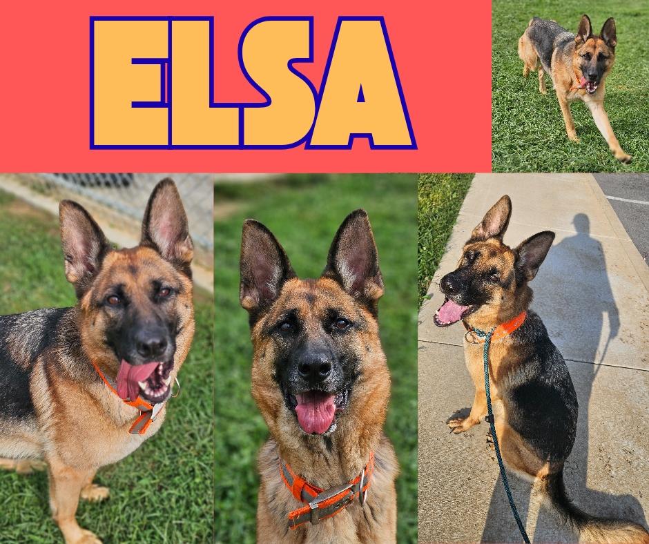Enlarge Elsa, a Adoptable German Shepherd Dog in Kingsport, TN image 3/4