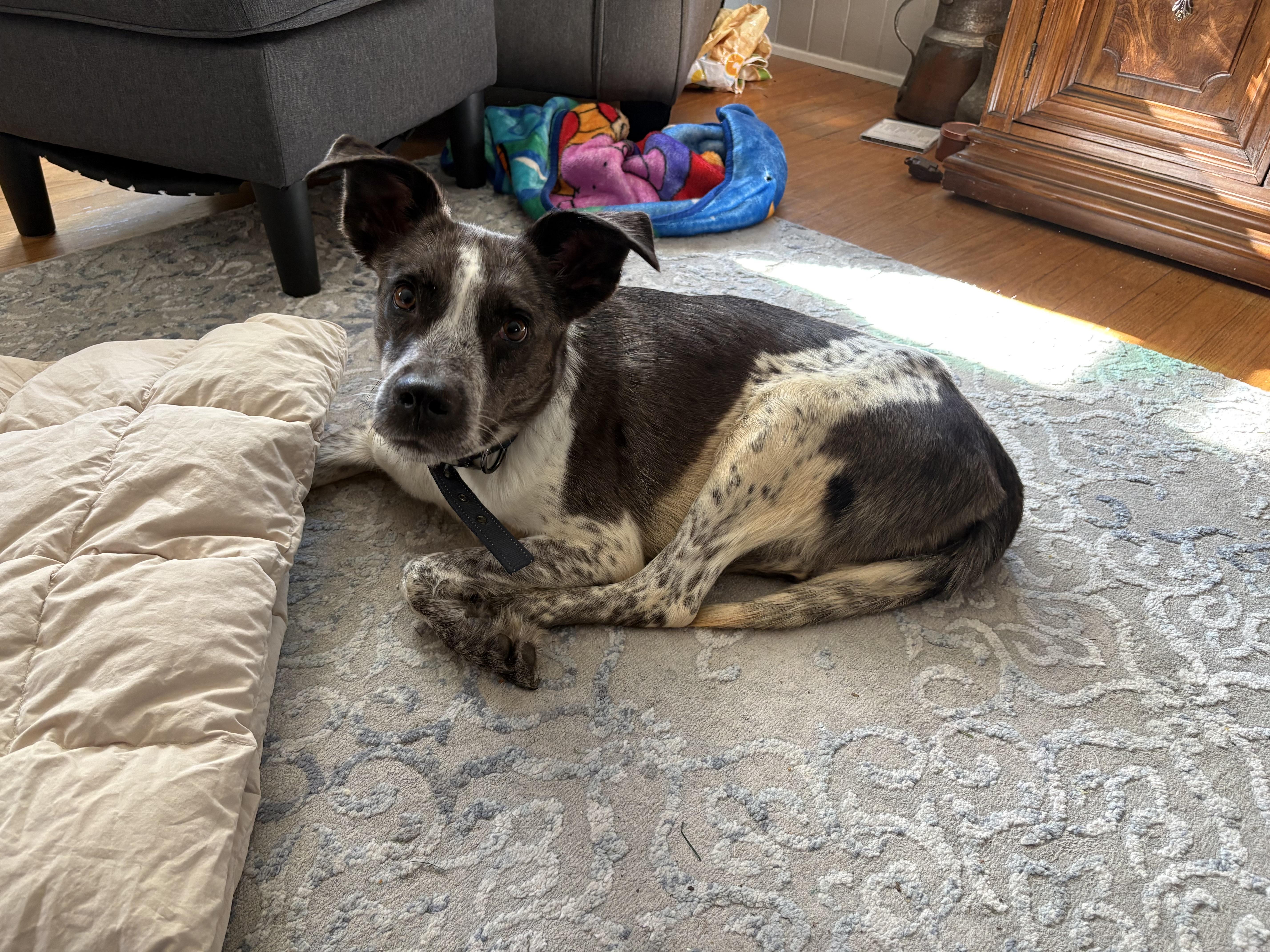 Enlarge Rose, an adoptable mixed breed in Wilmington, NC image 3/3