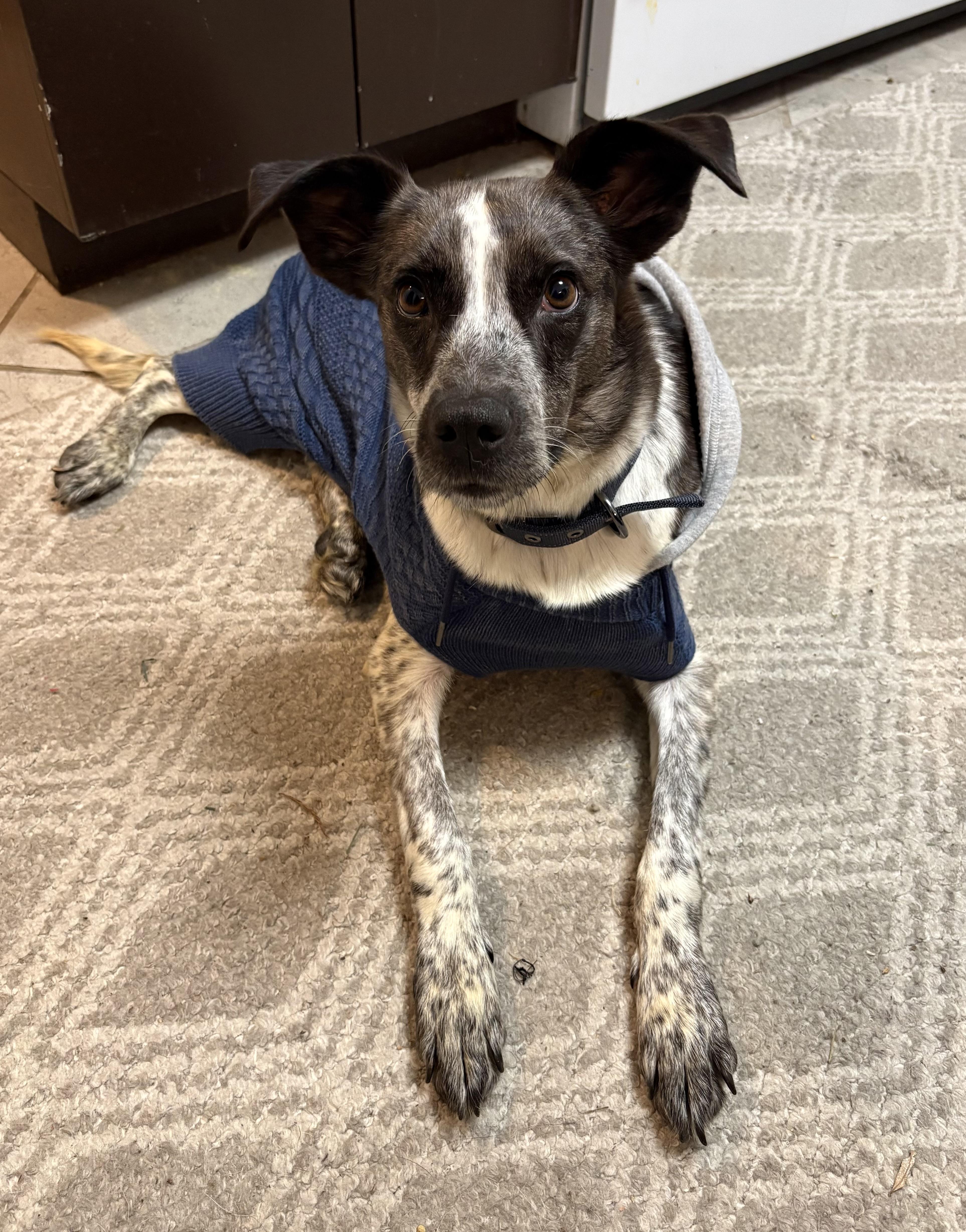 Rose, Adoptable, Adult Female Cattle Dog.