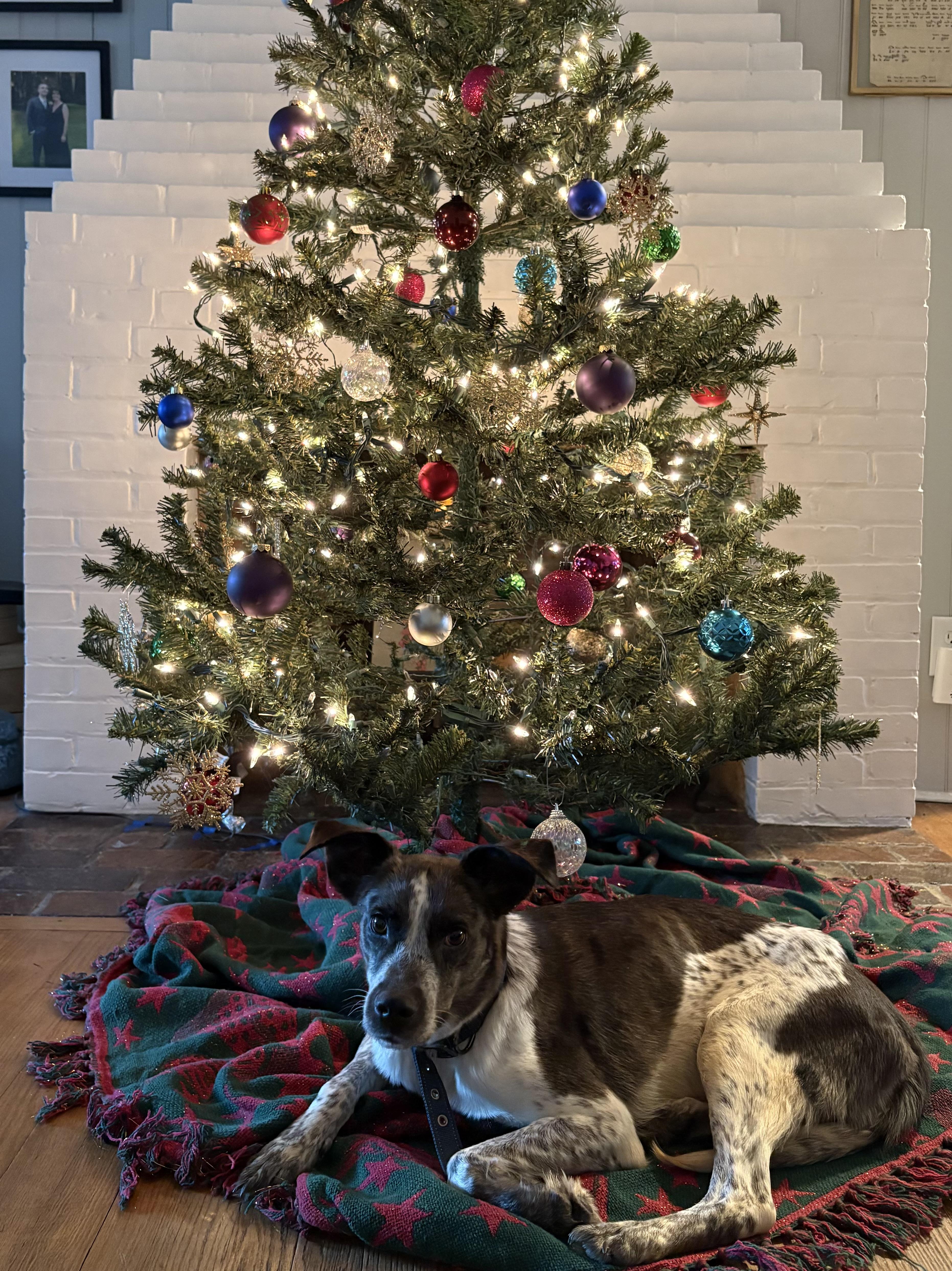 Enlarge Rose, an adoptable mixed breed in Wilmington, NC image 2/3