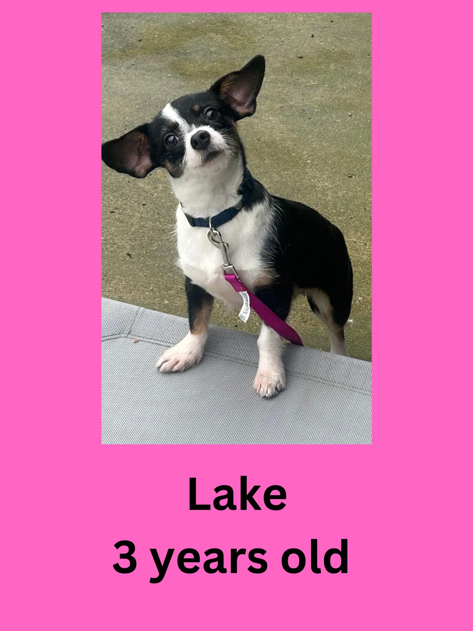 Lake, adopted, Adult Female Terrier.