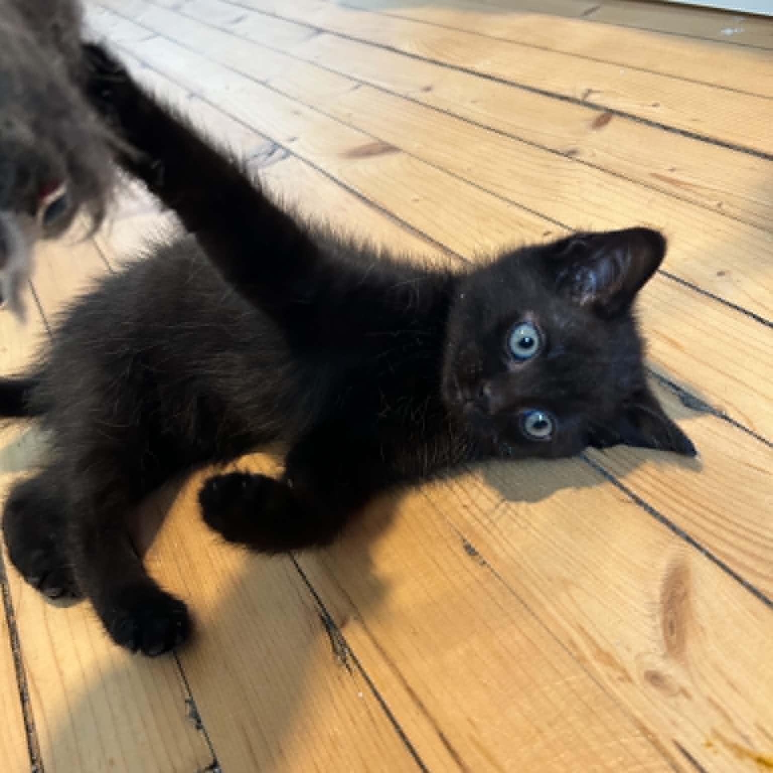 Chai, an adopted Domestic Short Hair in Wakefield, QC image 2/5