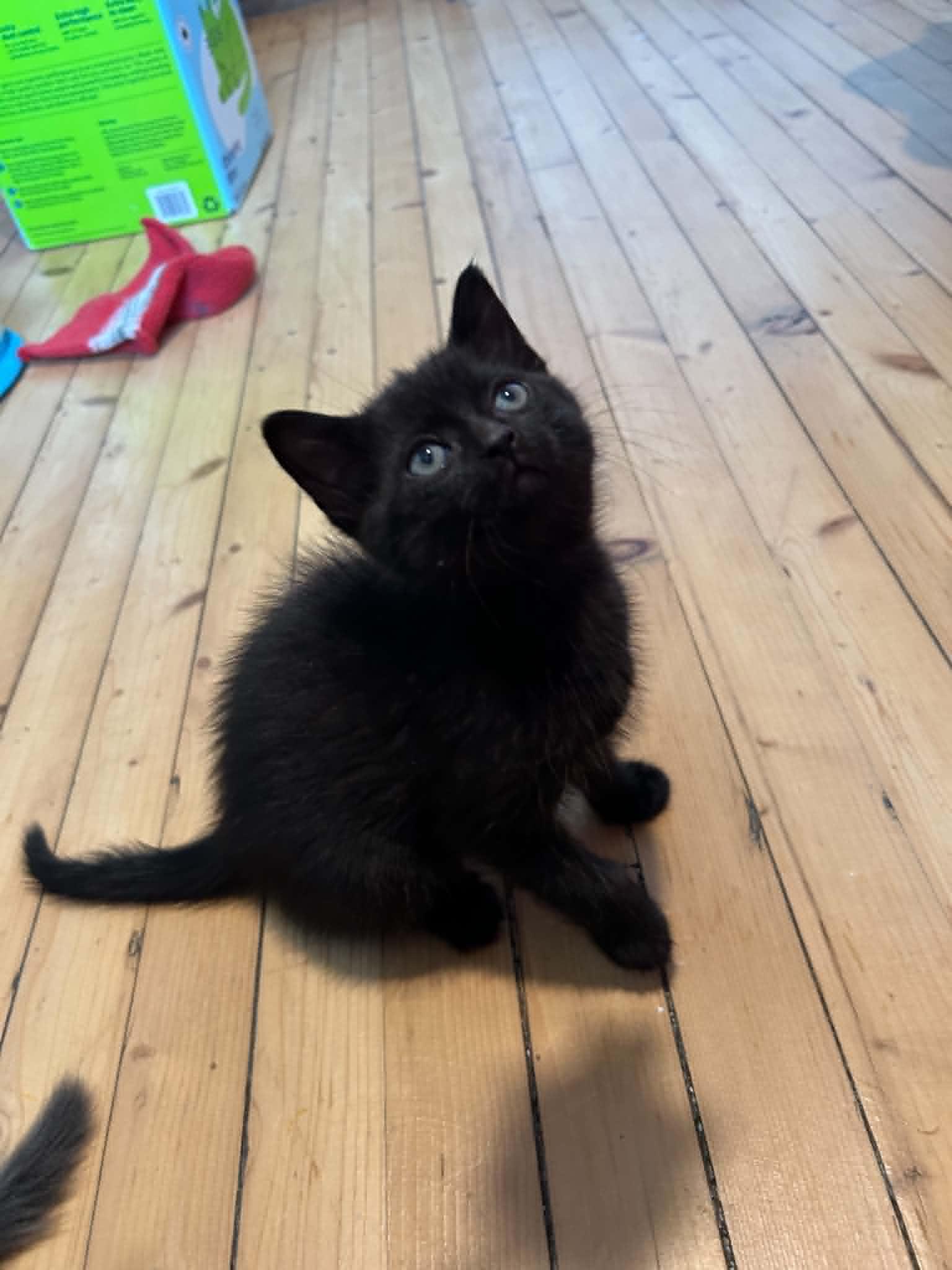 Chai, an adopted Domestic Short Hair in Wakefield, QC image 3/5