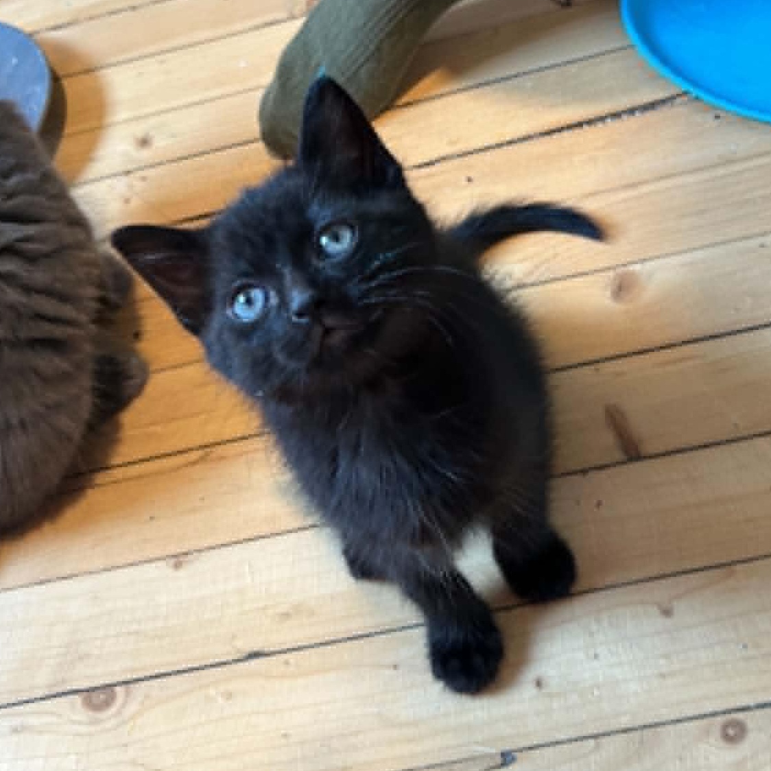 Chai, an adopted Domestic Short Hair in Wakefield, QC image 1/5