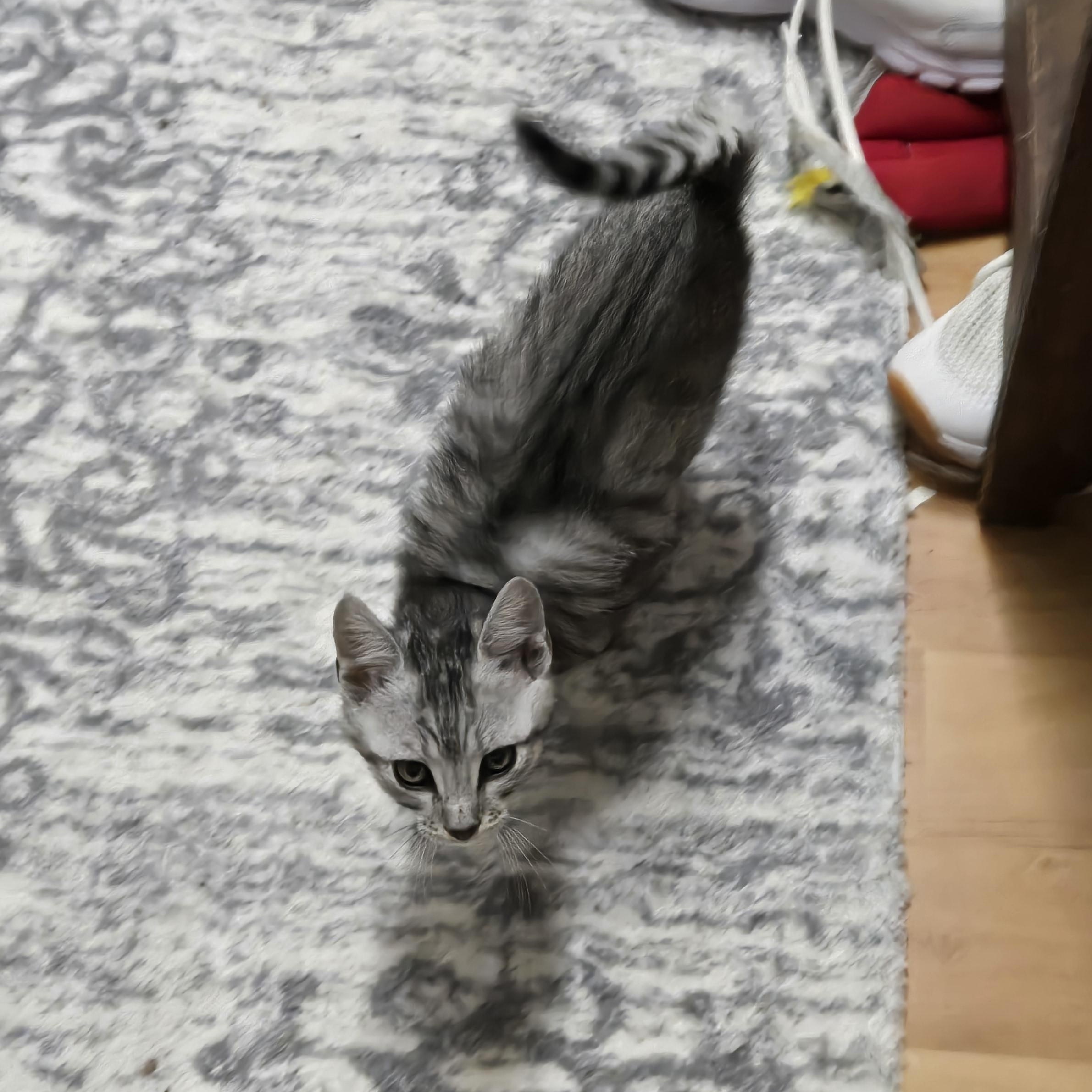 Sully-kj, adopted, Young Male American Shorthair.