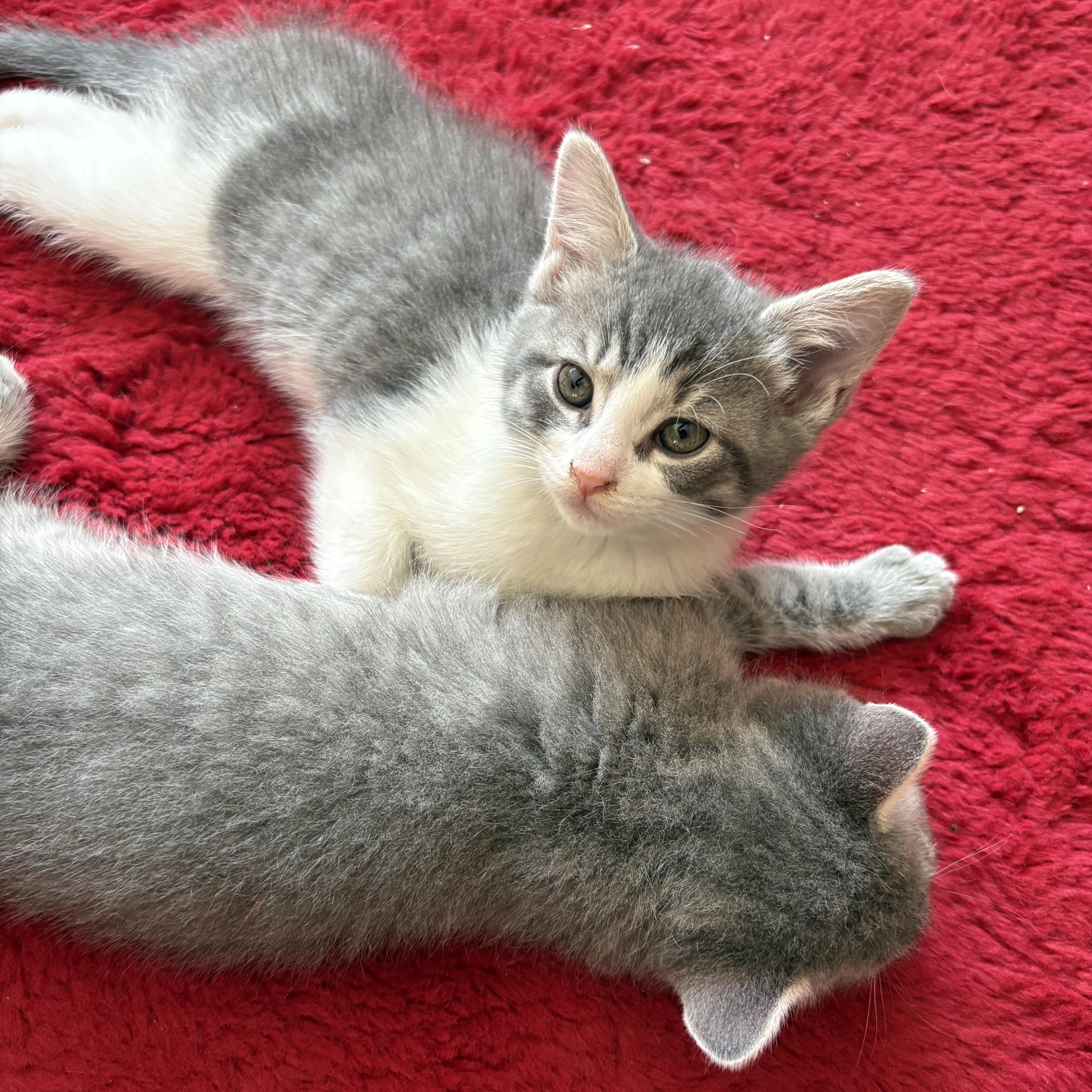 Goose, a ADOPTABLE Domestic Short Hair in Ottawa, ON image 6/6