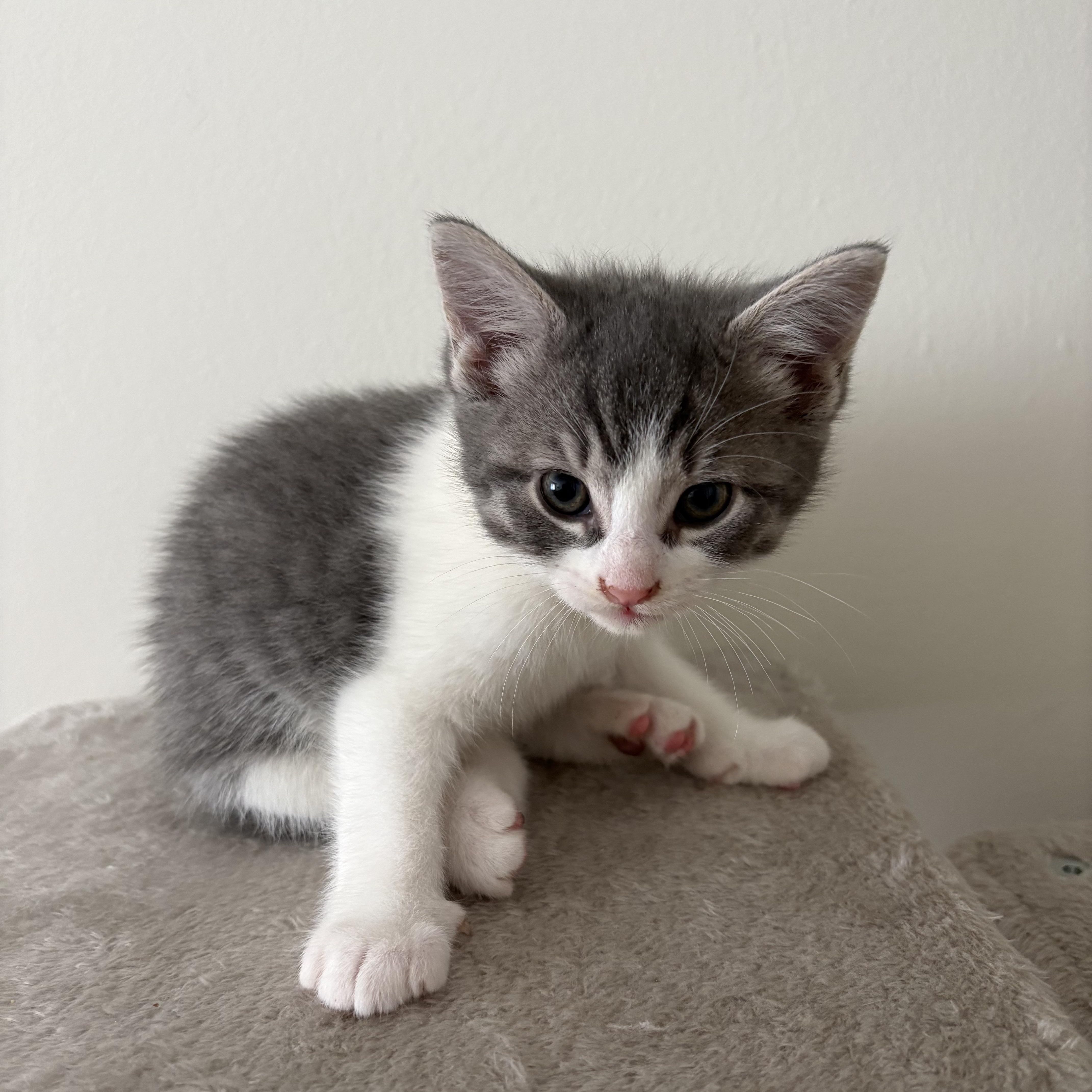 Goose, a ADOPTABLE Domestic Short Hair in Ottawa, ON image 5/6