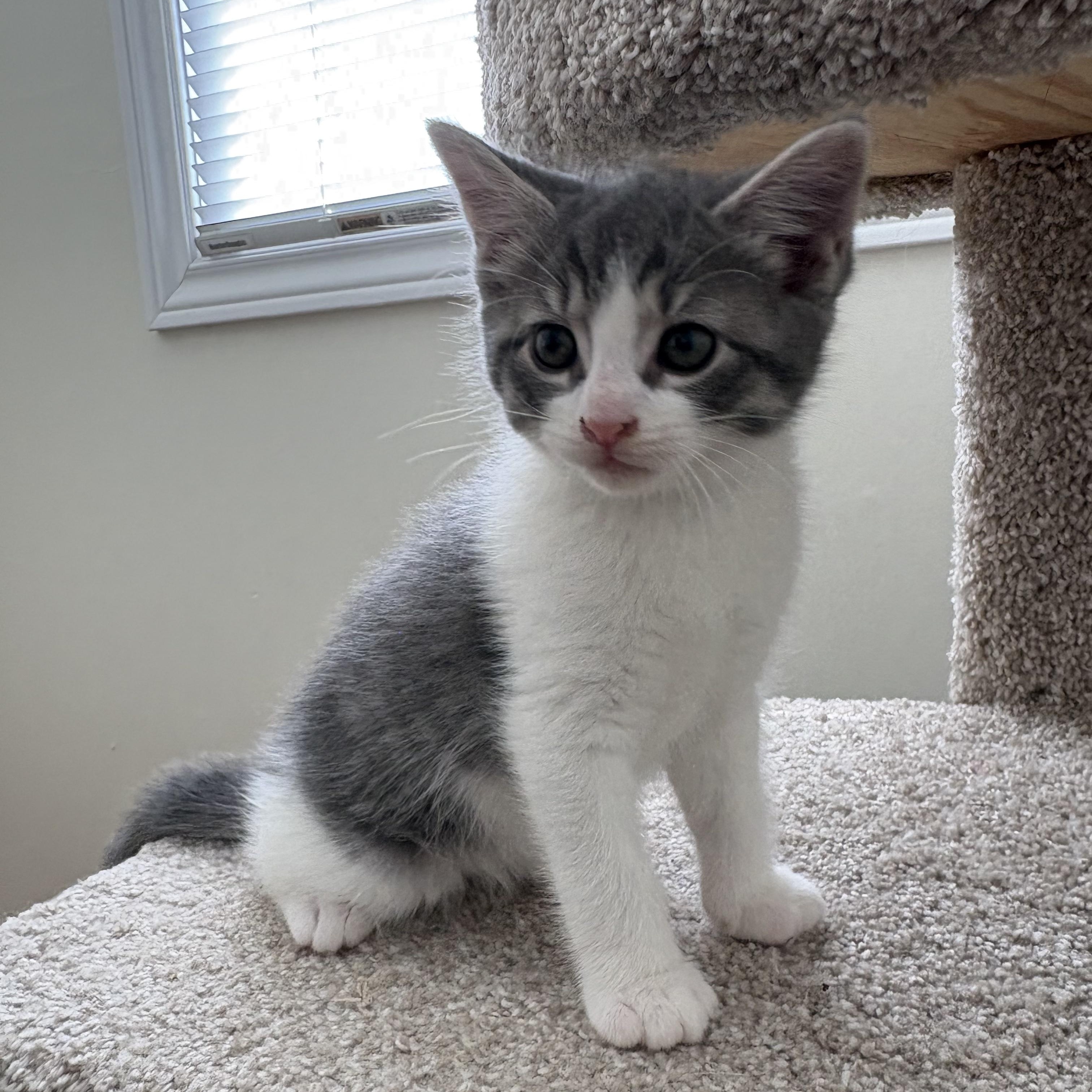 Goose, a ADOPTABLE Domestic Short Hair in Ottawa, ON image 1/6