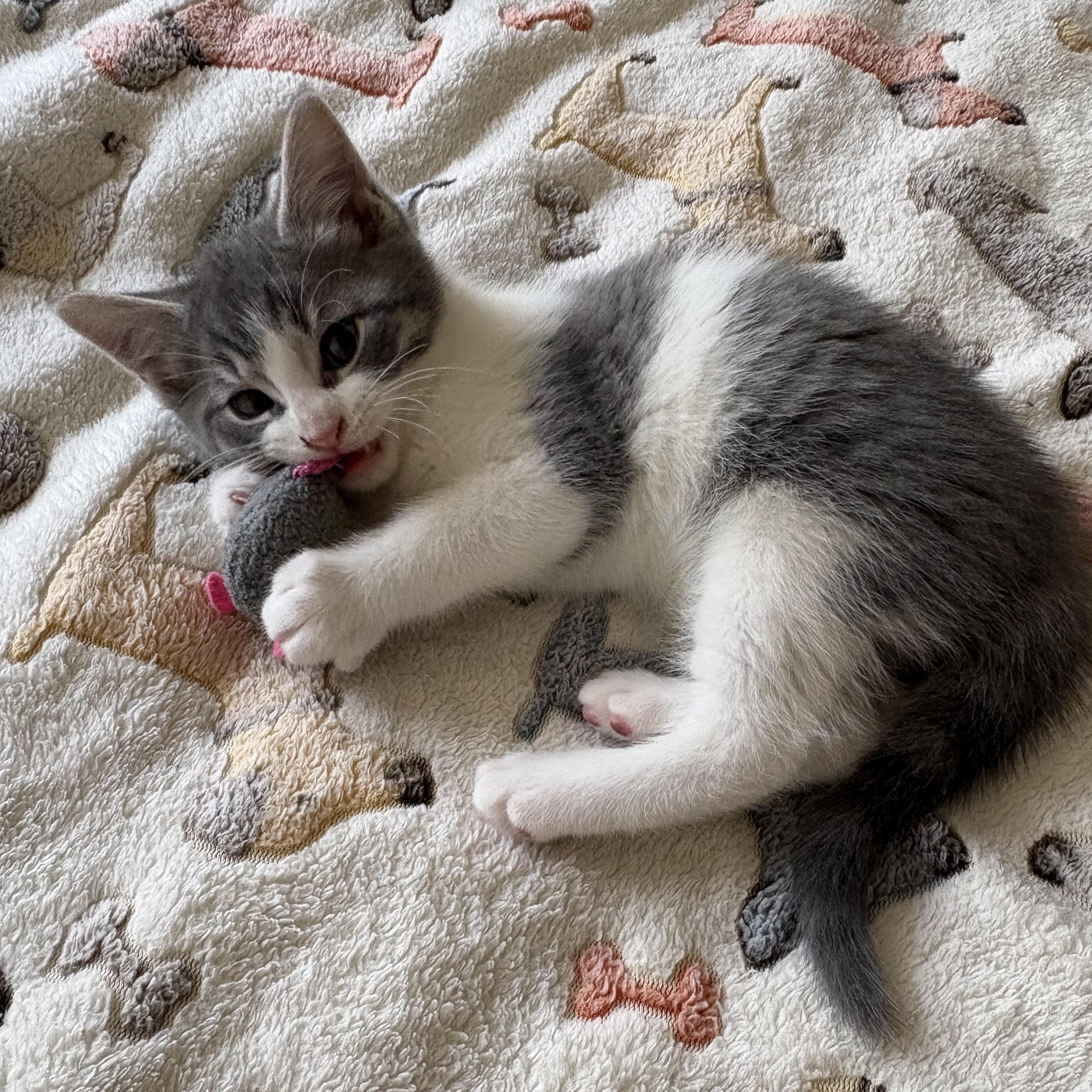 Goose, a ADOPTABLE Domestic Short Hair in Ottawa, ON image 4/6