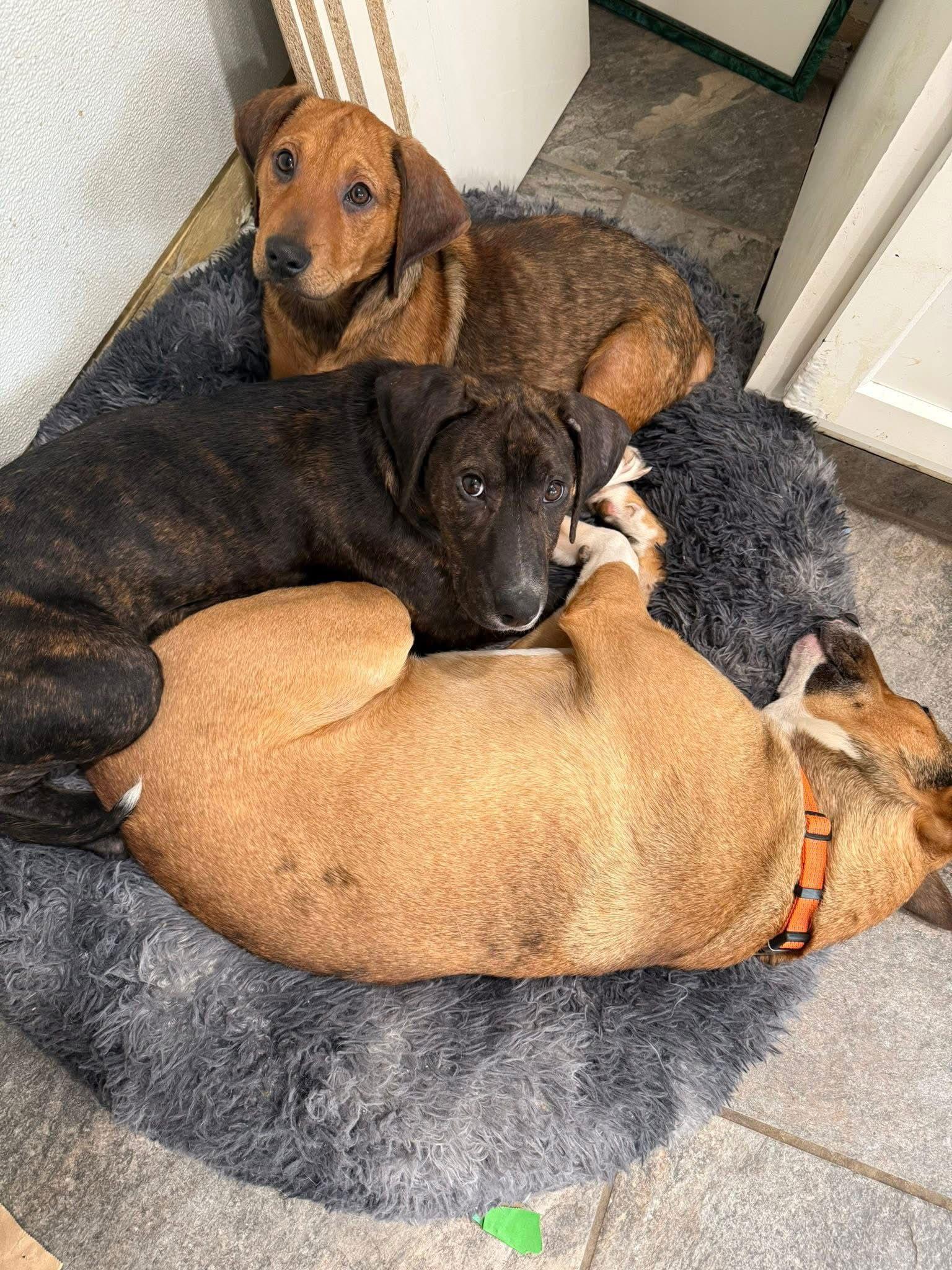 Pumpernickel thumbnail 2