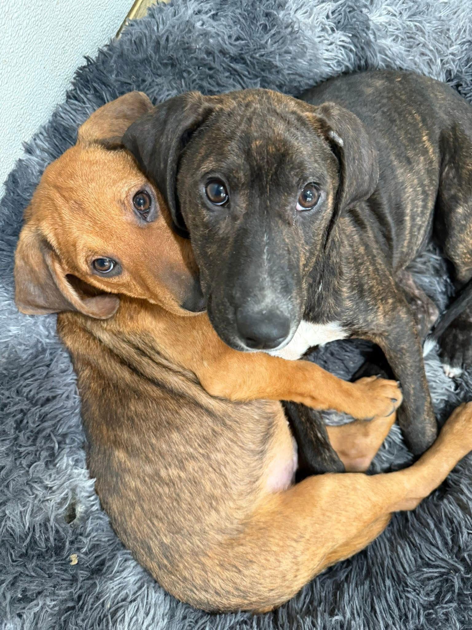 Pumpernickel thumbnail 3