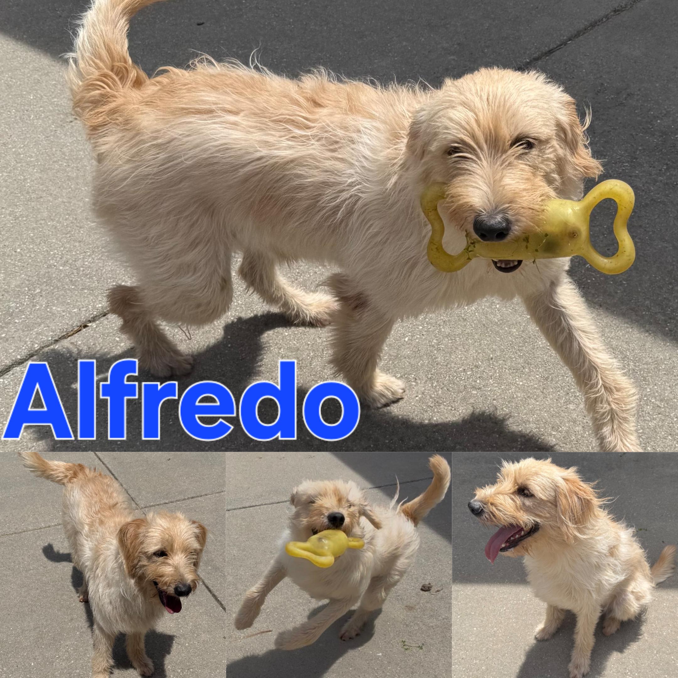 Enlarge Major, an adopted mixed breed in Dallas, TX image 5/5