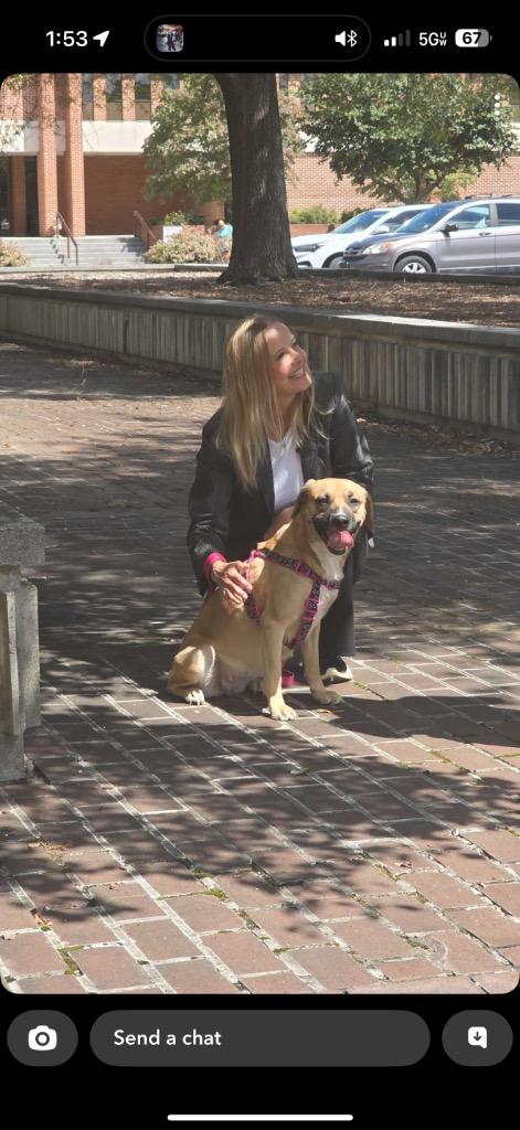 Enlarge Luna, a Adoptable Black Mouth Cur in Erwin, TN image 1/2