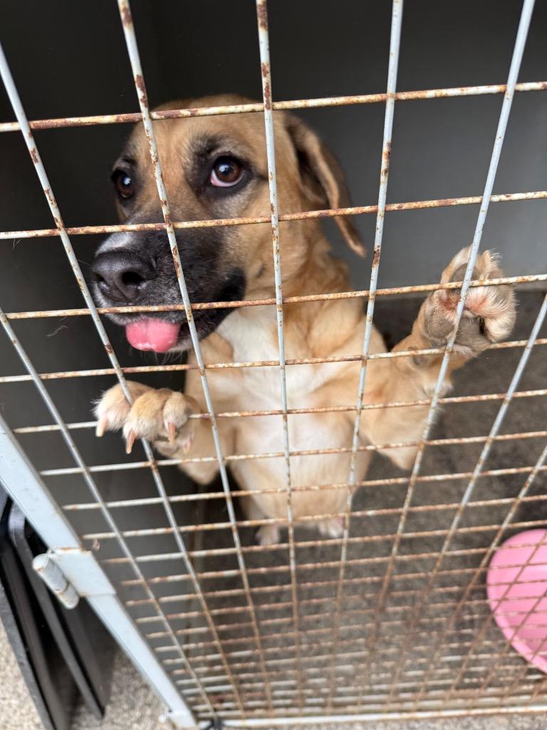 Enlarge Luna, a Adoptable Black Mouth Cur in Erwin, TN image 2/2