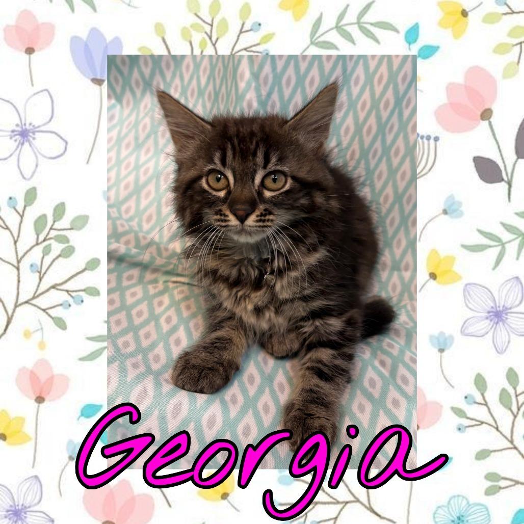 Georgia, Adoptable, Kitten Female Domestic Long Hair.