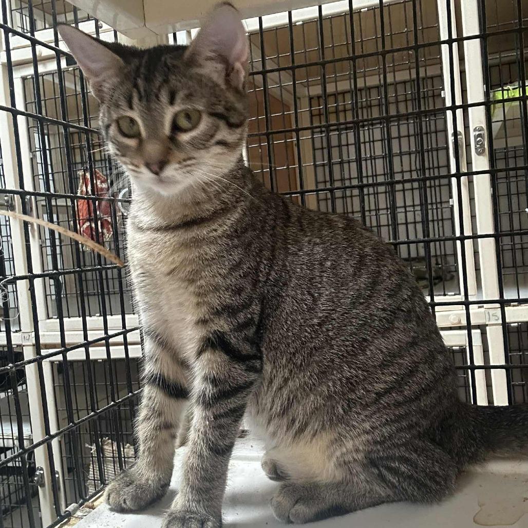 Hi-C, an adoptable Domestic Short Hair in Graham, TX, 76450 | Photo Image 1