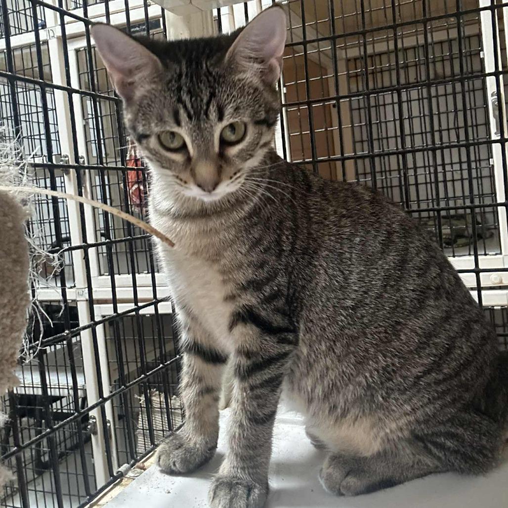 Hi-C, an adoptable Domestic Short Hair in Graham, TX, 76450 | Photo Image 3