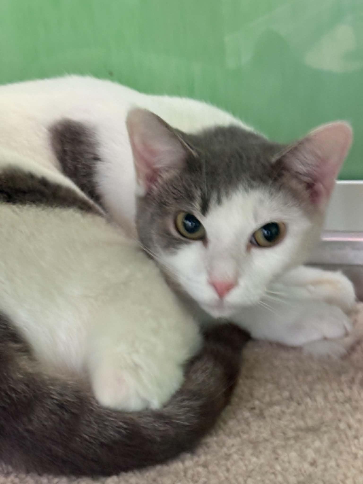 Juliet, ADOPTABLE, Adult Female American Shorthair.