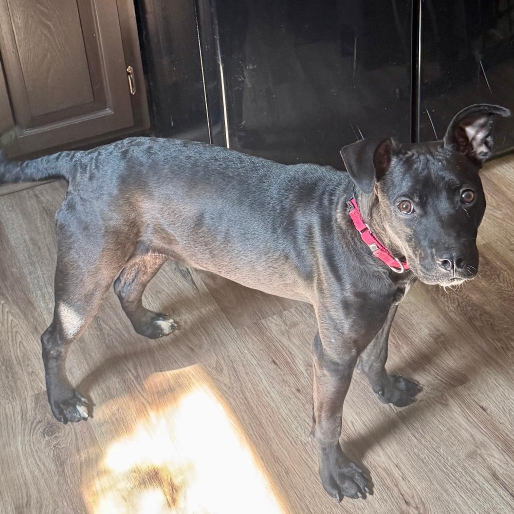 Matilda Woodworm, Adoptable, Young Female Mixed Breed.