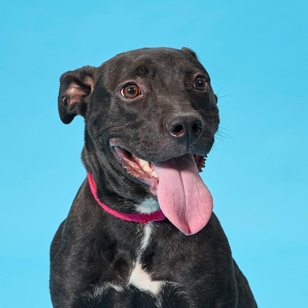 Enlarge Matilda Woodworm, a Adoptable Mixed Breed in Cincinnati, OH image 2/6