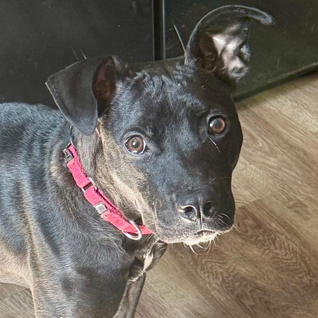 Enlarge Matilda Woodworm, a Adoptable Mixed Breed in Cincinnati, OH image 3/6
