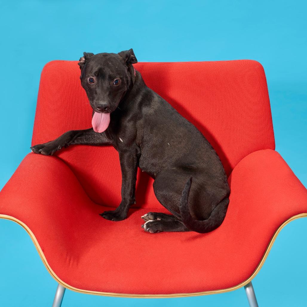 Enlarge Matilda Woodworm, a Adoptable Mixed Breed in Cincinnati, OH image 4/6