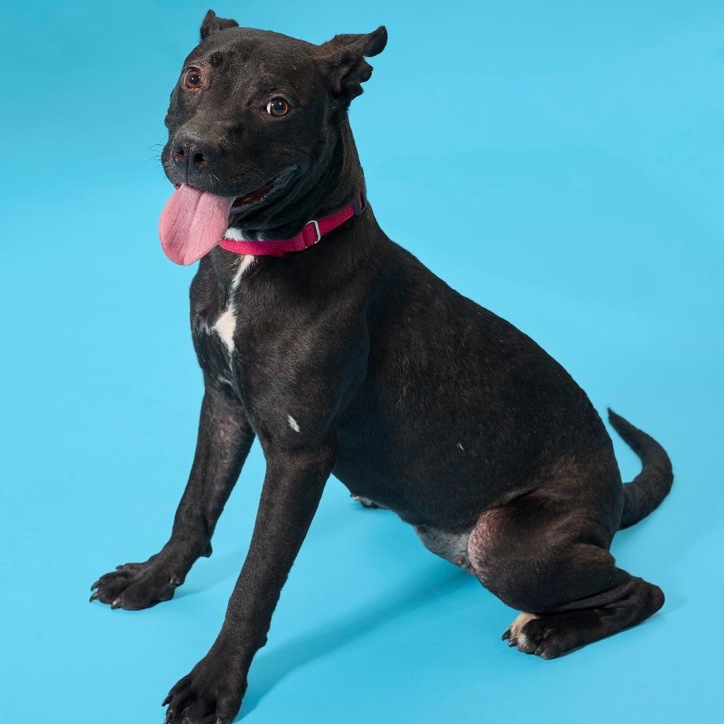 Enlarge Matilda Woodworm, a Adoptable Mixed Breed in Cincinnati, OH image 5/6