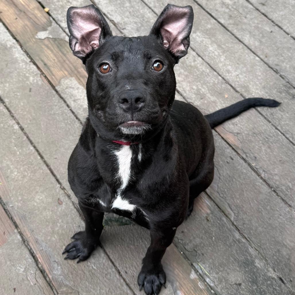 Enlarge Matilda Woodworm, a Adoptable Mixed Breed in Cincinnati, OH image 6/6