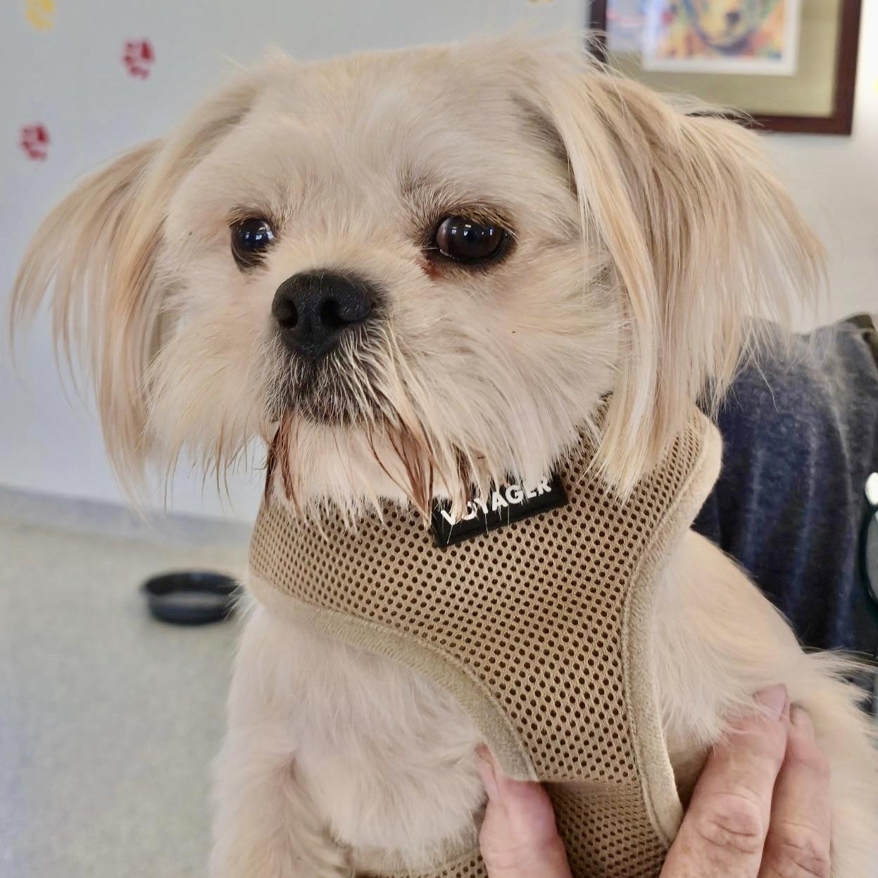 Enlarge Pineapple Turner, a Adoptable mixed breed in Plano, TX image 1/2
