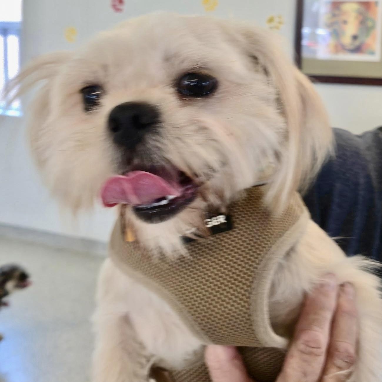 Enlarge Pineapple Turner, a Adoptable mixed breed in Plano, TX image 2/2