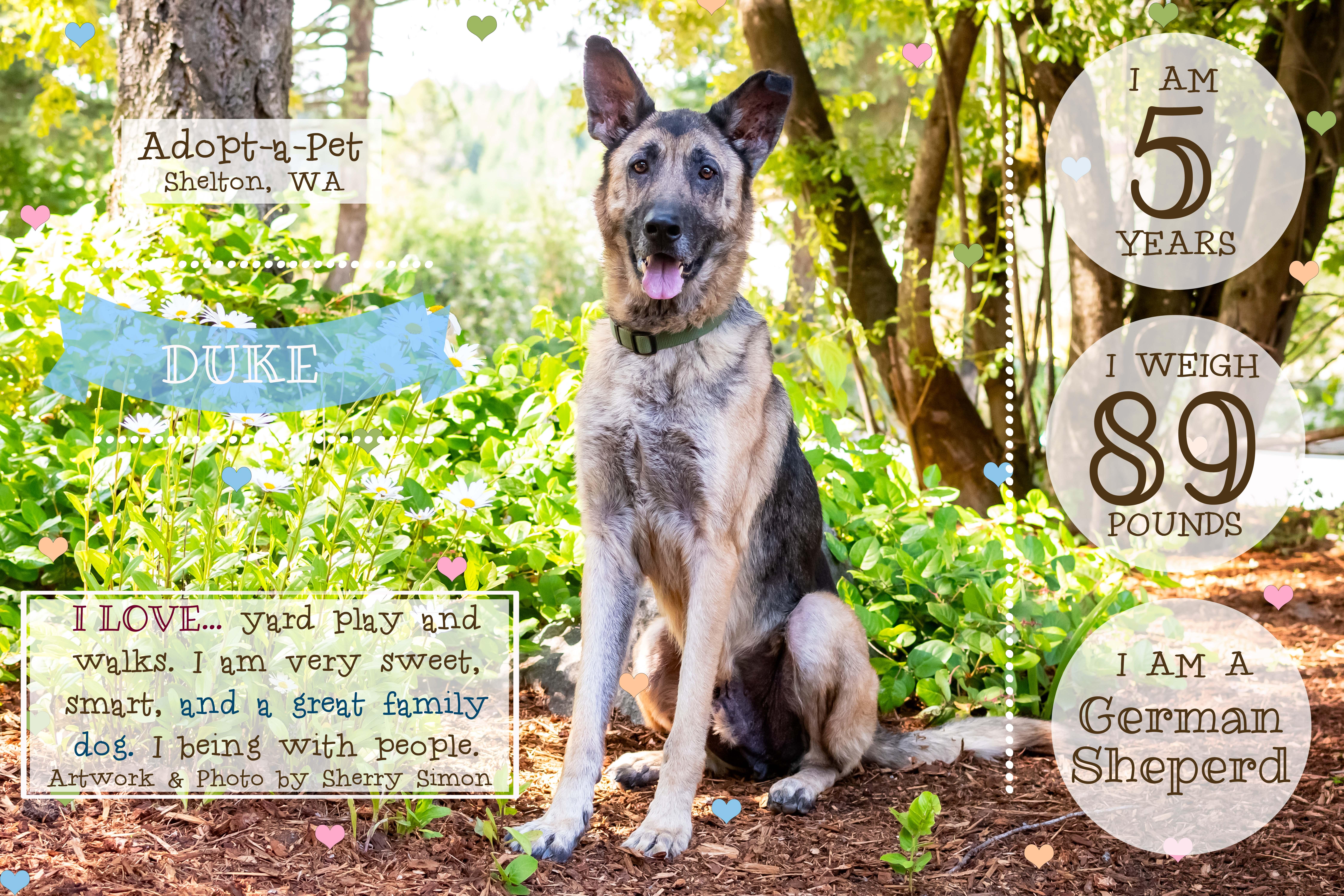 DUKE, a Adoptable German Shepherd Dog in Shelton, WA image 2/6