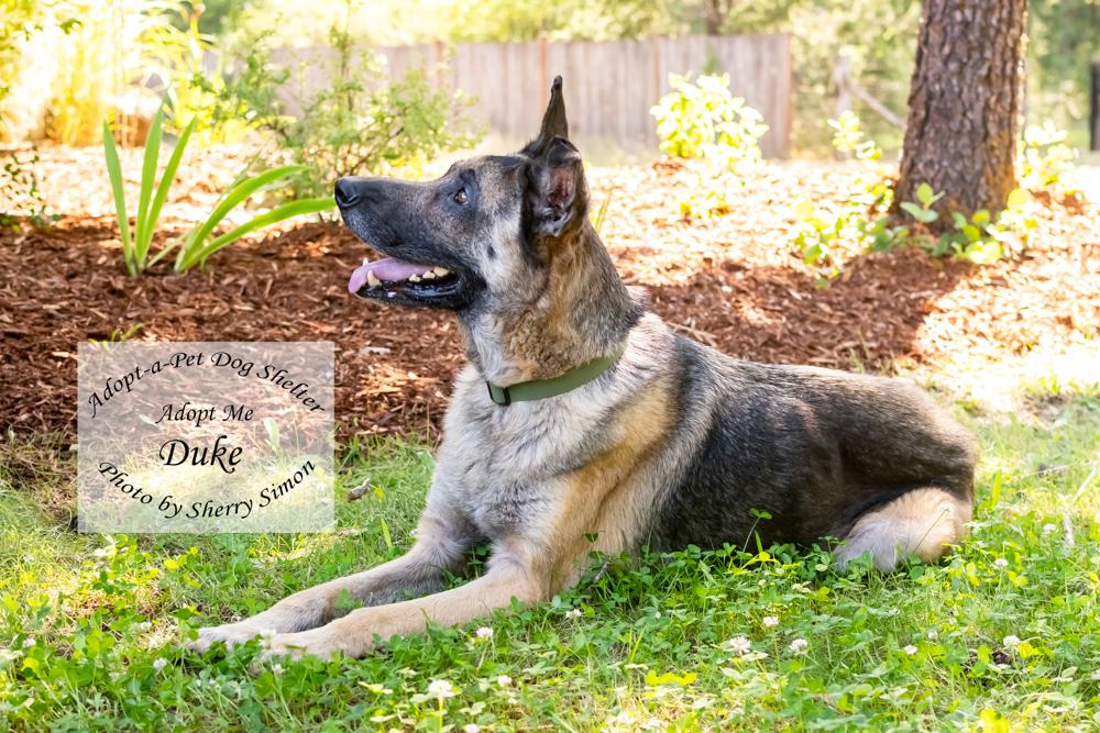 DUKE, a Adoptable German Shepherd Dog in Shelton, WA image 4/6