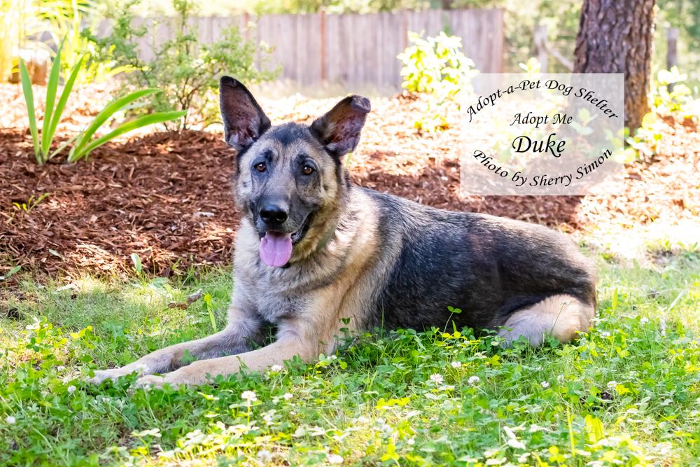 DUKE, a Adoptable German Shepherd Dog in Shelton, WA image 3/6