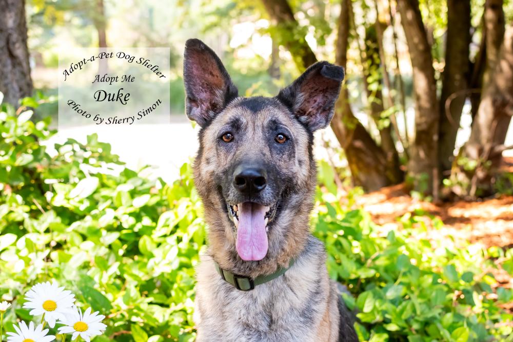 DUKE, a Adoptable German Shepherd Dog in Shelton, WA image 1/6